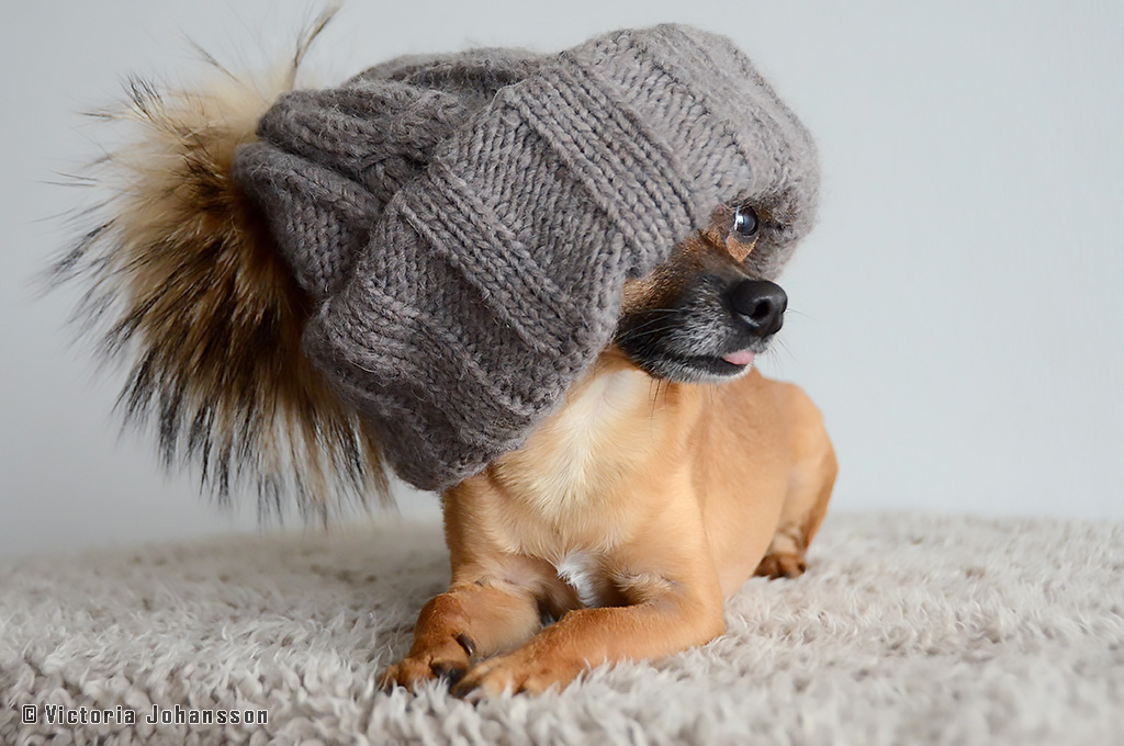 dog_with_hat