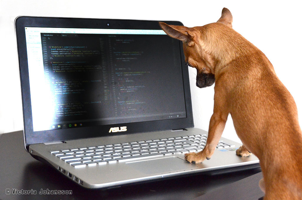 programmer_dog
